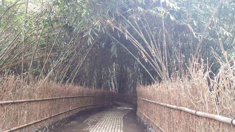 Bali: Penglipuran Village, Waterfall, and Night Market Tour - Hutan Bambu, a short walk beneath tall bamboo