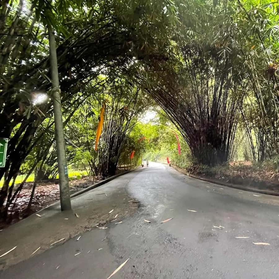 Bali: Penglipuran Village, Waterfall, and Night Market Tour - Should you book the Penglipuran and Goa Raja tour?