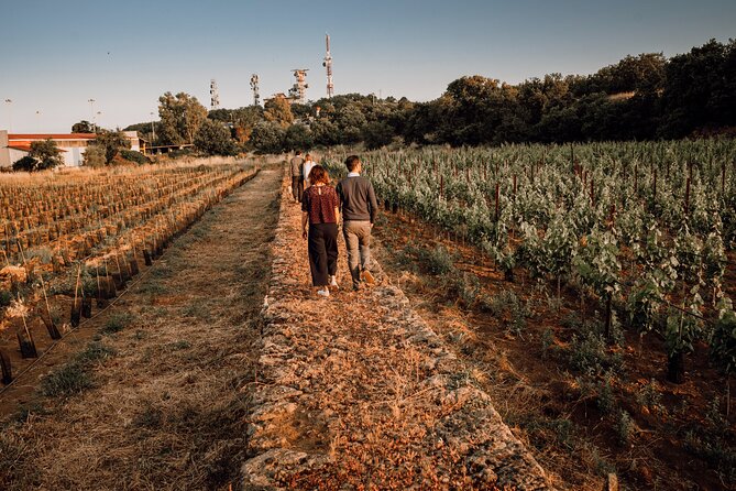 Etna Urban Winery - Tasting with Street Food Platter and vineyard - Why This Winery Feels Different From a Standard Tasting