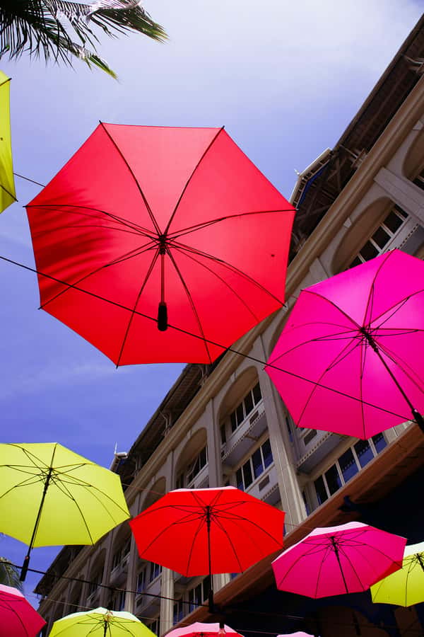 Mauritius: Snorkeling with Turtles & Port Louis Street Food - What the turtle swim is really like