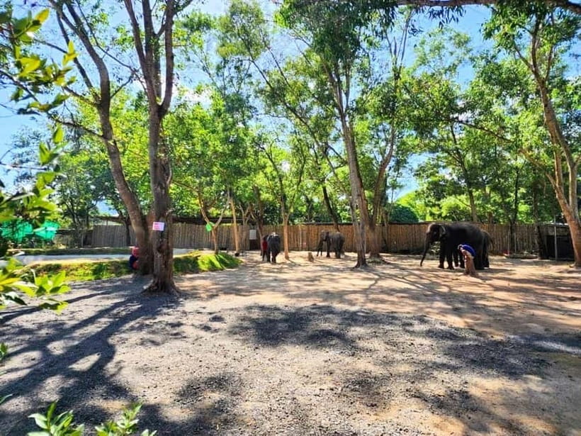 Phuket City Tour with Night Market Visit & Elephant Feeding - What to bring and what to leave behind