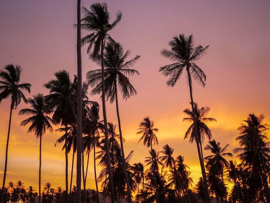 Phuket: Sunset View and Seafood Market Dinner Guided Tour - Comfort, timing, and practical limits