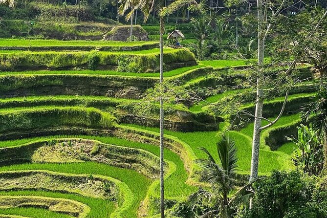 Ubud Day Tour : Waterfall, Temple and Local Night Market Tour - What this Ubud day tour is really trying to do